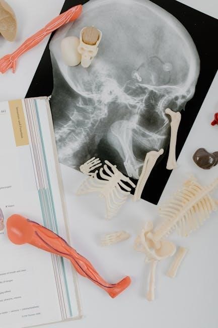 essentials of human anatomy and physiology pdf