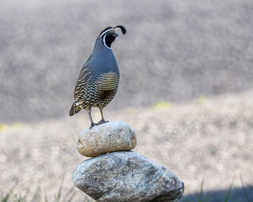 birds of california field guide